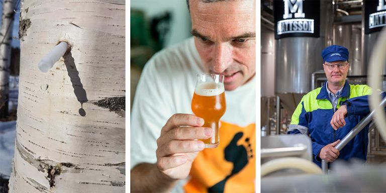 A photo collage of three pictures. On the left, the trunk of a birch with a tube from which sap flows. In the middle, a person smells a beer glass. On the right Hartwall's Sami Pohjanen at the factory.